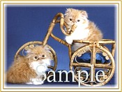 CATN10.jpg